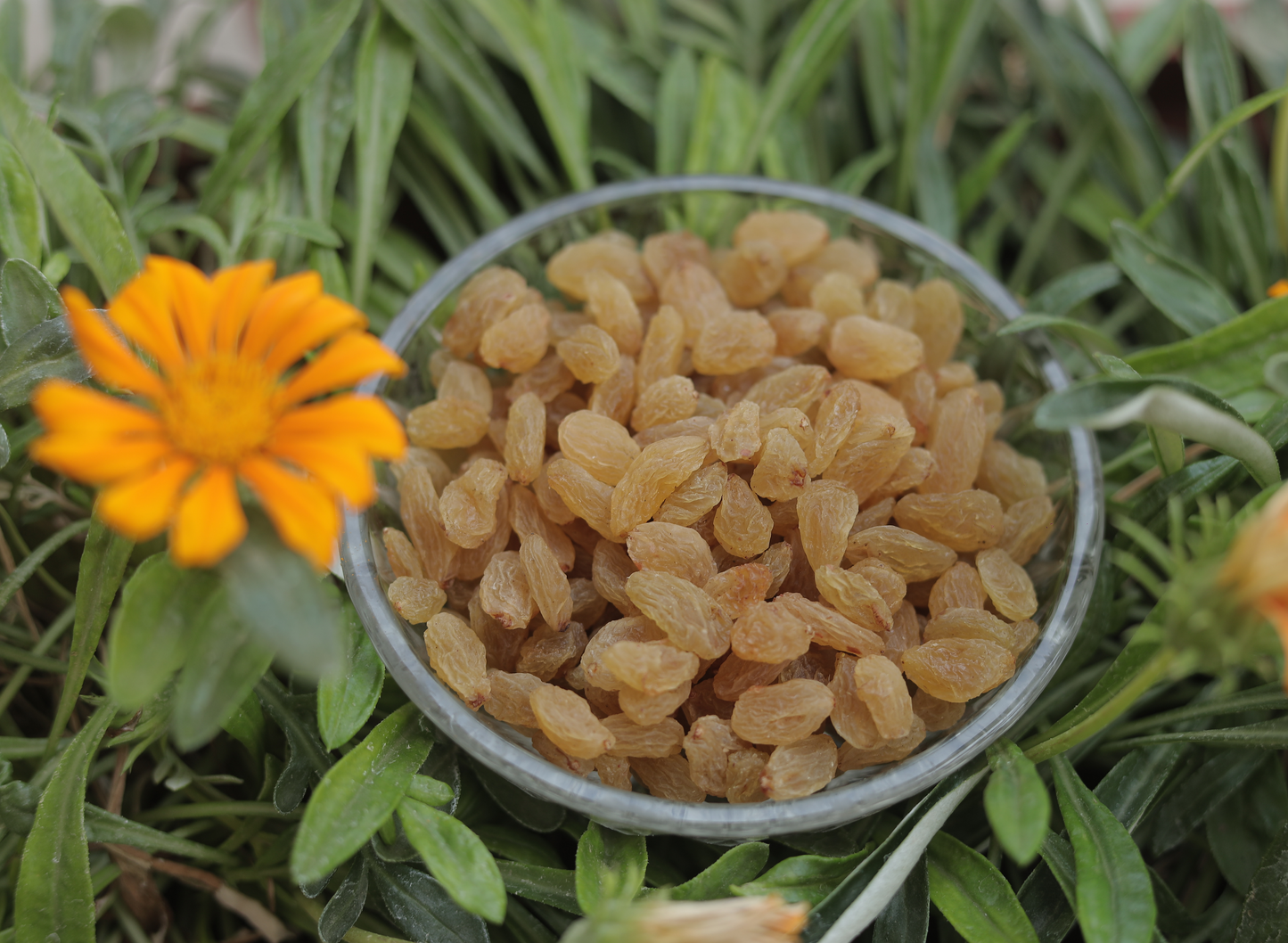 Dry Fruits